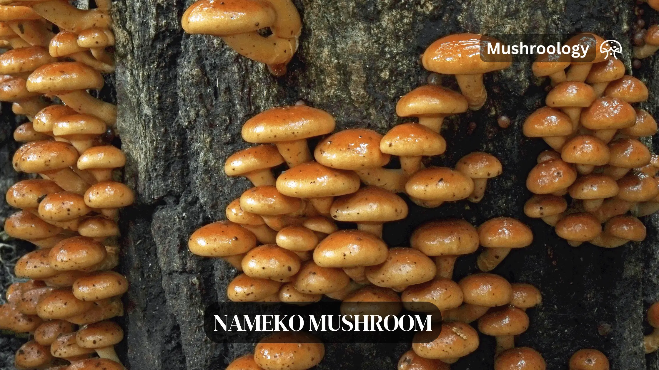Nameko Mushroom on logs