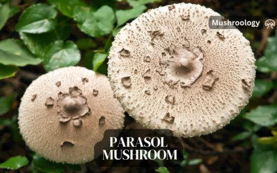 How to Grow Parasol Mushrooms (Macrolepiota procera) at Home