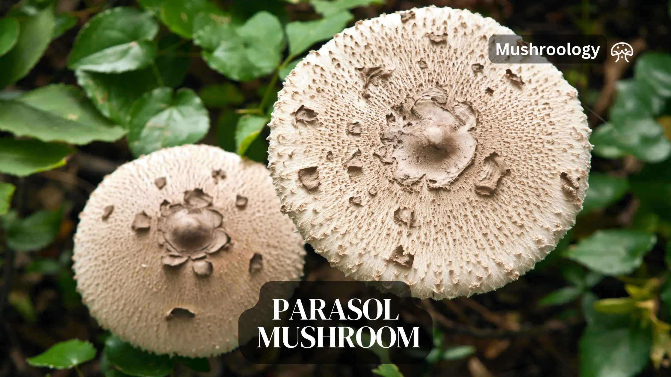 Parasol Mushroom