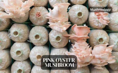 The Pink Oyster Mushroom: A Culinary Delight