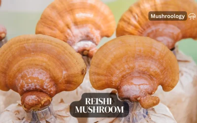 How to grow Ganoderma Lucidum (Reishi Mushrooms)