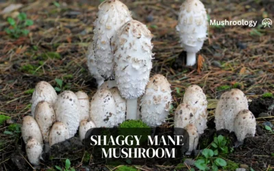 How to Grow Delicious Shaggy Mane Mushrooms at Home