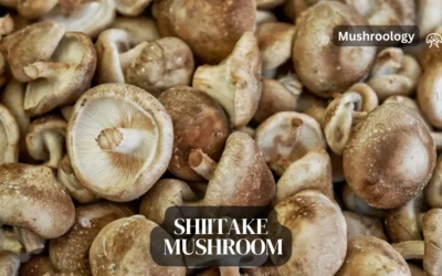 Shiitake Mushrooms – Essential Tips for Growing at Home