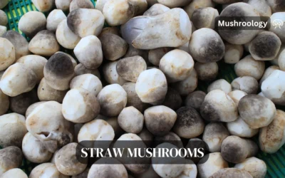 How to Grow Delicious Straw Mushrooms (Volvariella Volvacea) at Home: A Beginner’s Guide