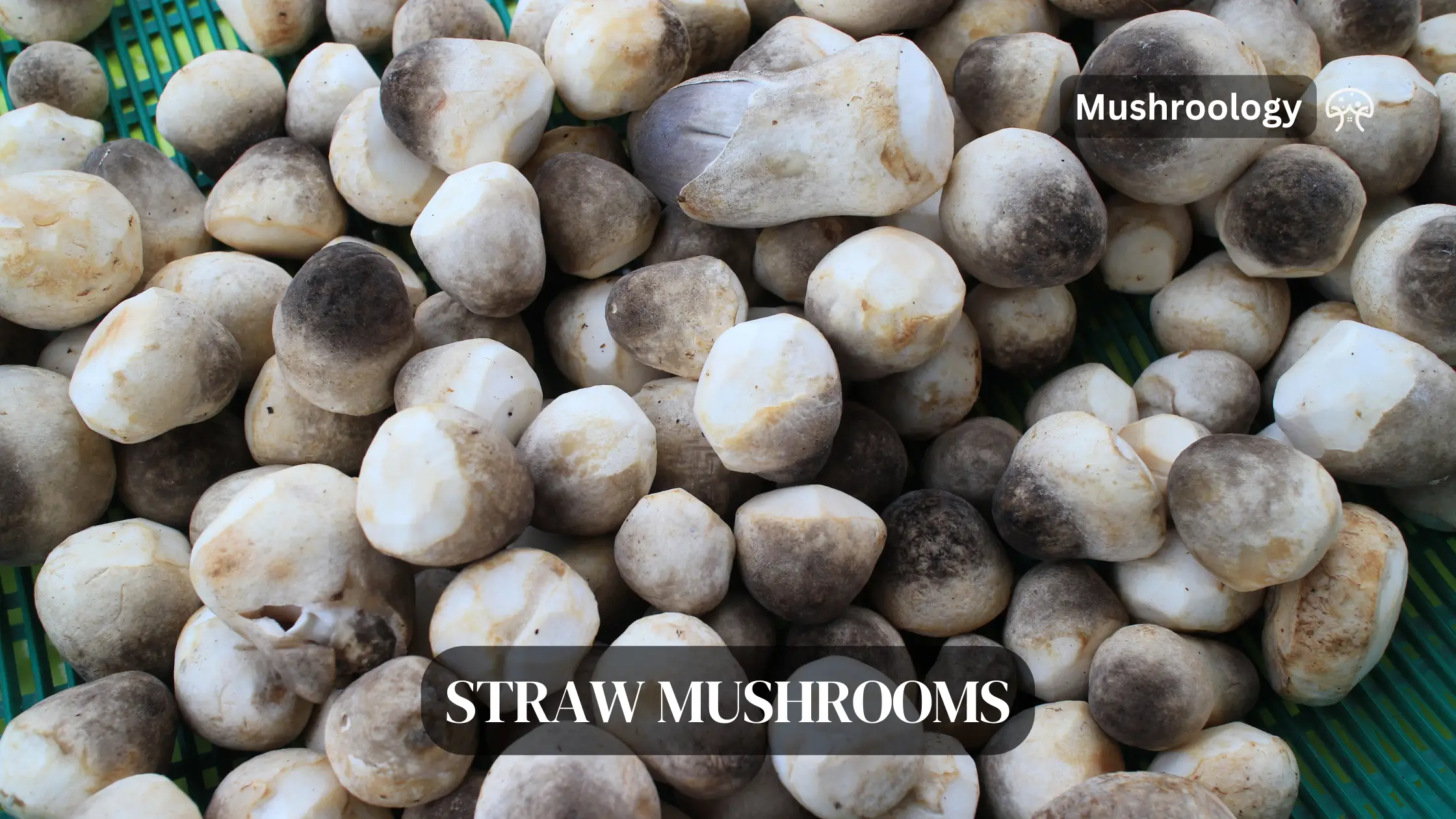 Straw mushrooms