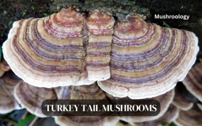 Cultivating Turkey Tail Mushrooms (Trametes versicolor) at Home: A Step-by-Step Guide