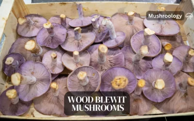 Wood Blewit Mushrooms: A Step-by-Step Guide to Home Cultivation