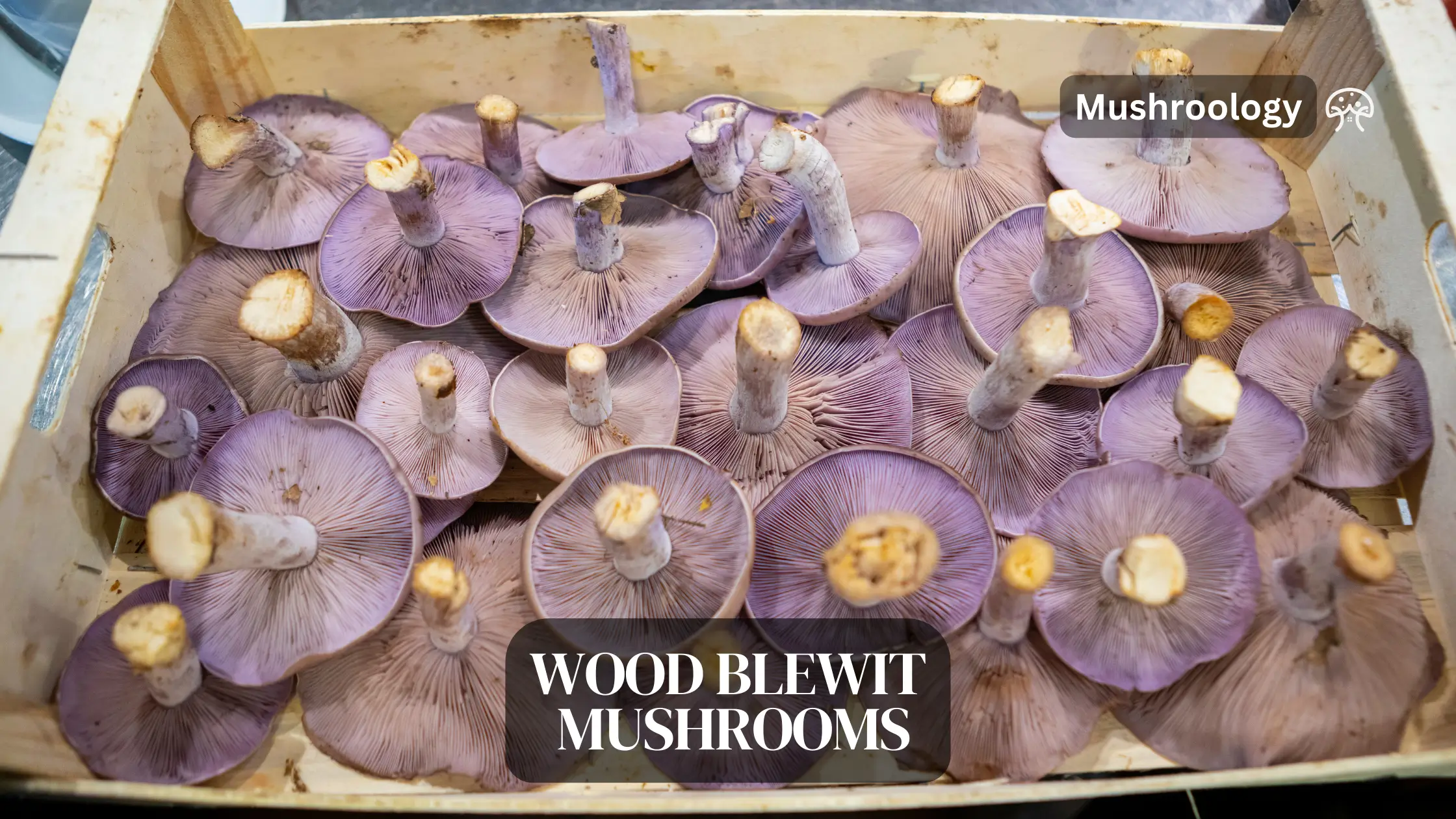 Wood Blewit Mushrooms