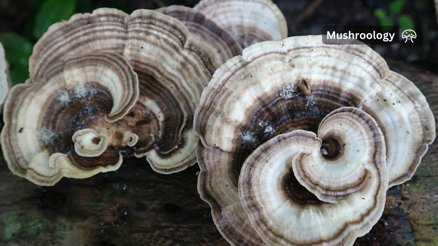 how to grow turkey tail mushroom