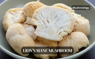 Growing Lion’s Mane Mushrooms at Home