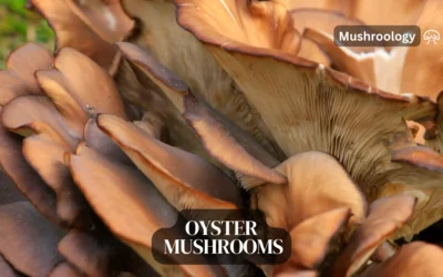 Oyster mushrooms growing guide