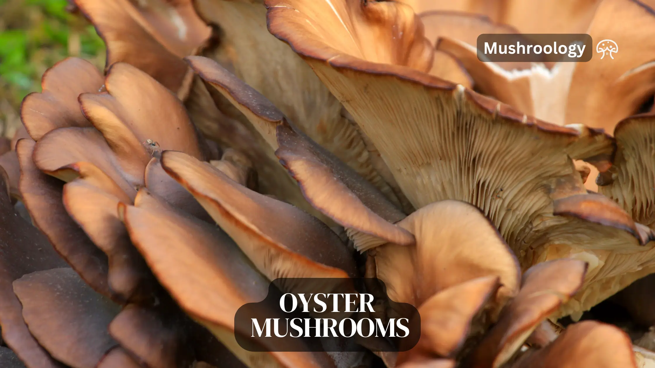 oyster mushrooms