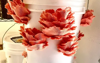 How to cultivate mushrooms in buckets: Complete beginner’s guide