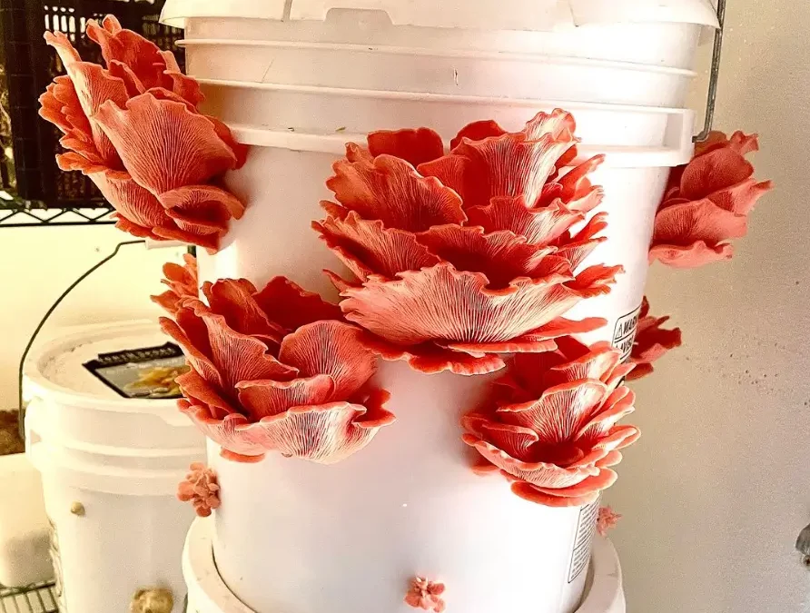 How to cultivate mushrooms in buckets: Complete beginner’s guide