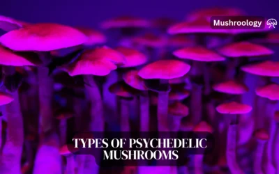 Major Types of Psychedelic Mushrooms