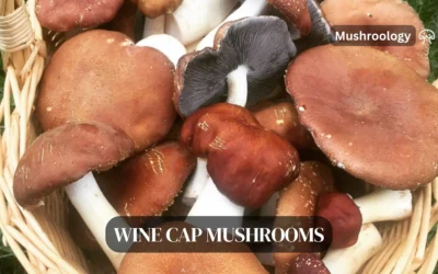 Wine Cap Mushroom Growing Guide & Tips