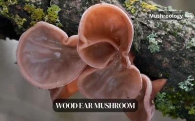 Wood Ear Mushroom Growing Guide