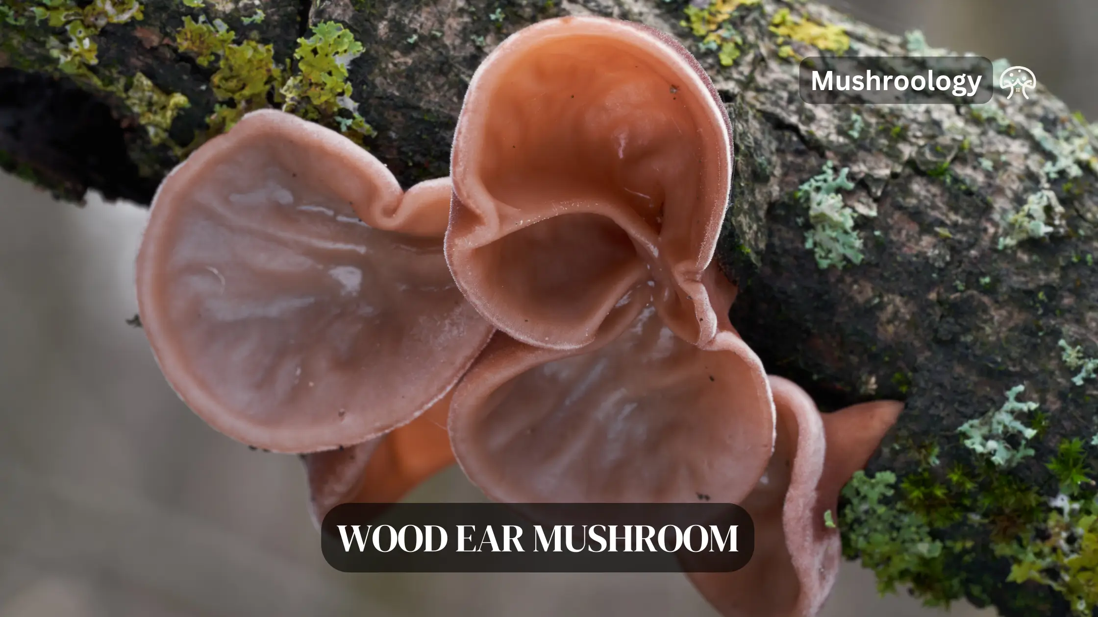 wood ear mushrooms