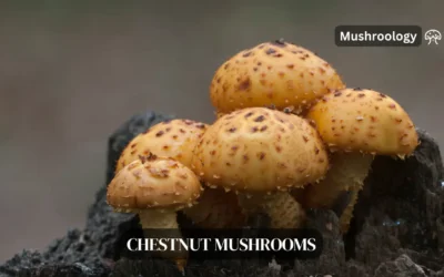 Chestnut Mushroom Benefits: The Amazing Health Powers of Pholiota Adiposa