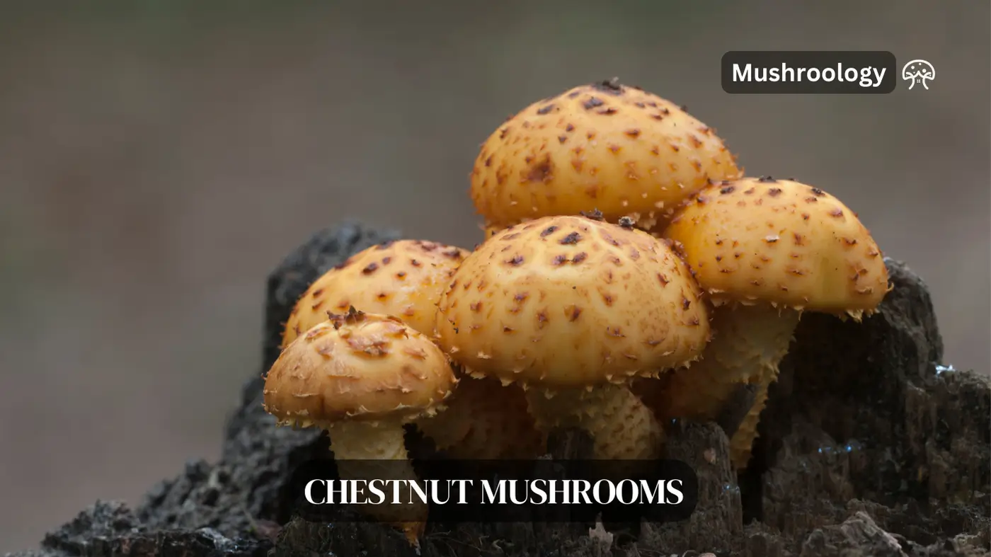 Chestnut mushroom benefits