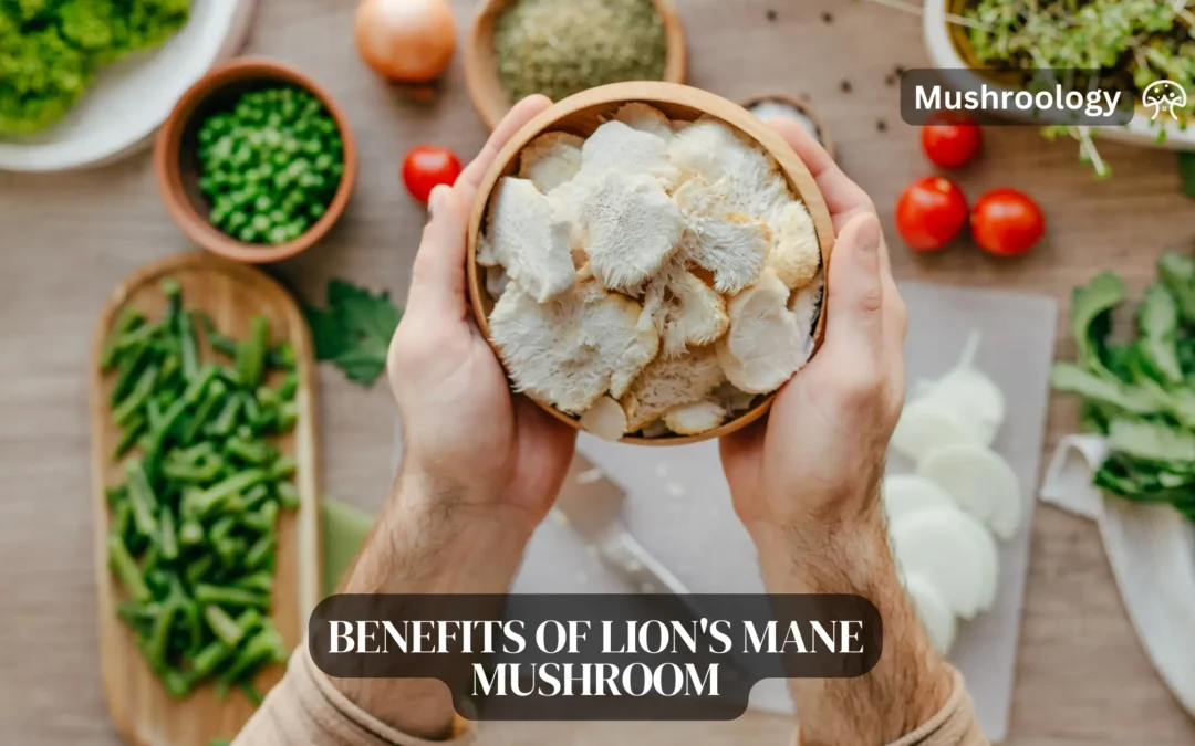 Benefits of Lion’s Mane Mushroom (Hericium erinaceus)