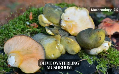 Grow Olive Oysterling mushrooms at Home: A Complete Guide