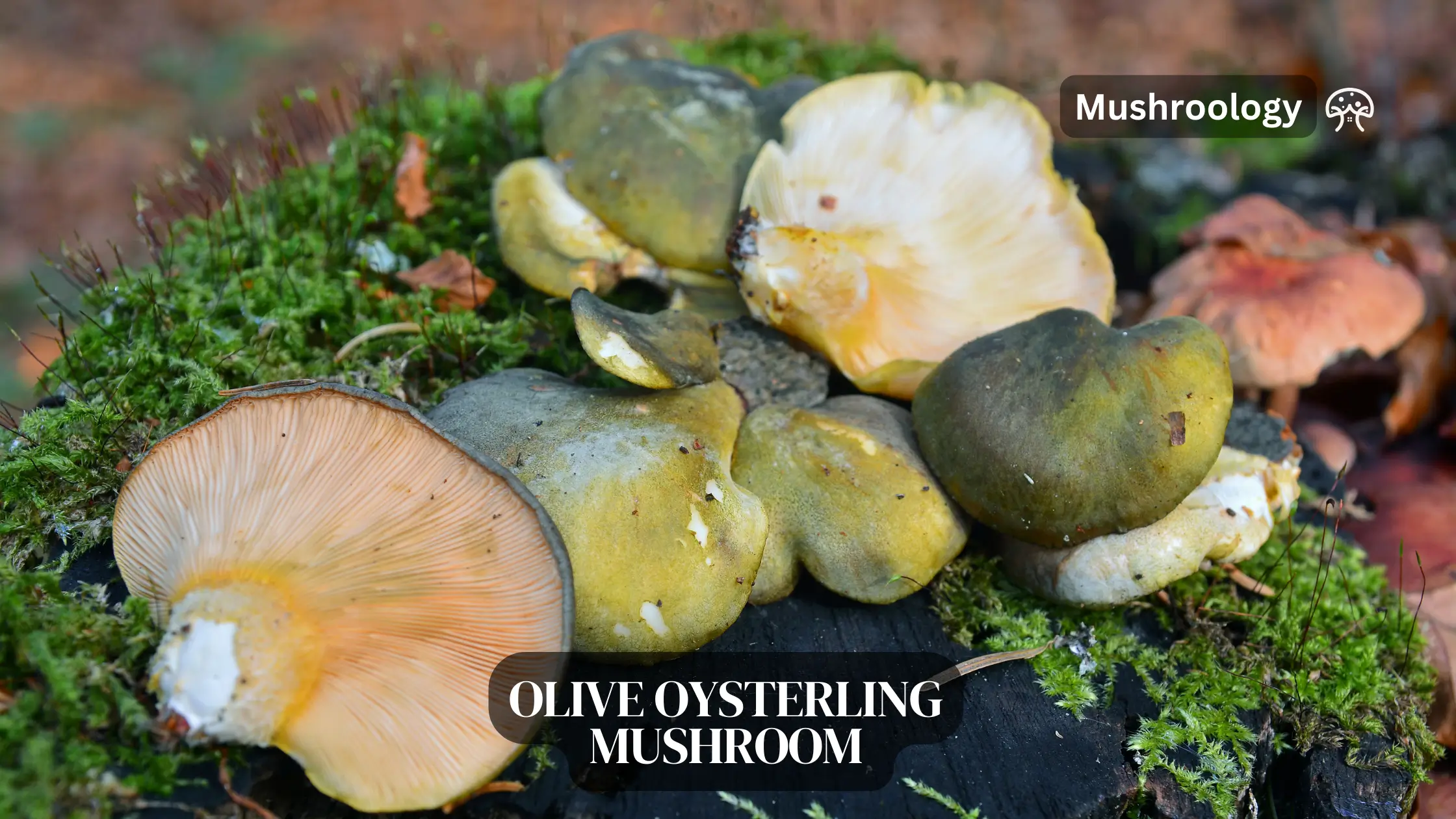 Olive Osyterling mushroom