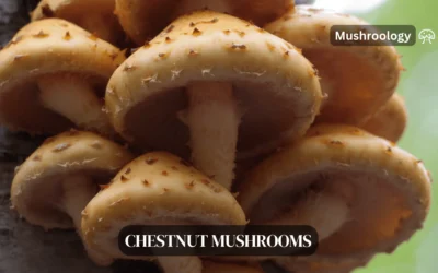 How to Grow Chestnut Mushrooms at Home: A Step-by-Step Guide