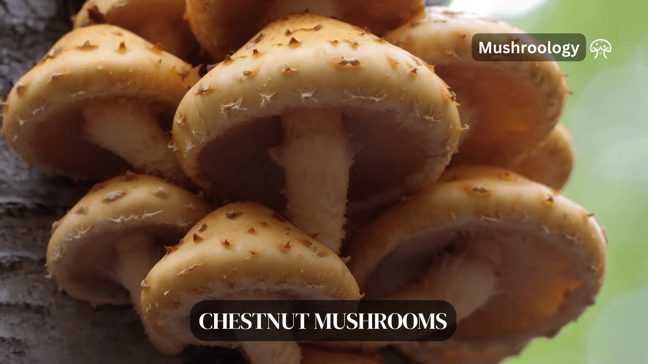 how to grow Chestnut Mushrooms