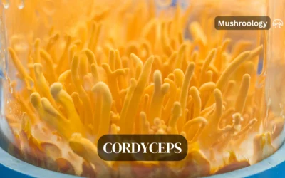 How to Grow Cordyceps Mushrooms at Home: A Step-by-Step Guide