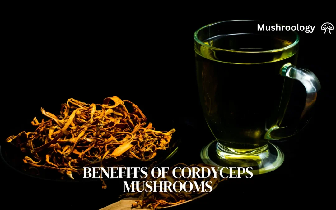 Health benefits of cordyceps mushrooms