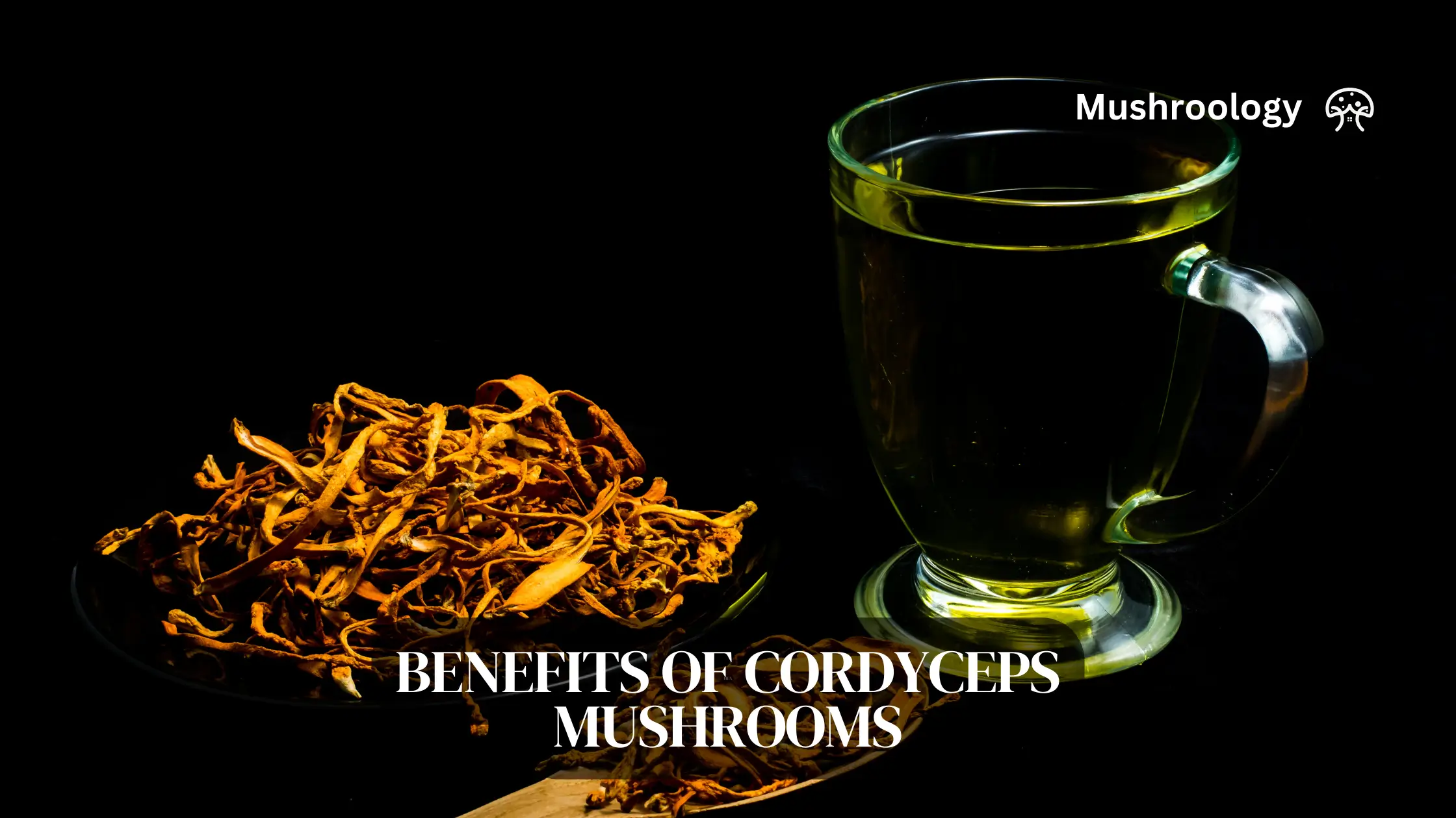Cordyceps benefits