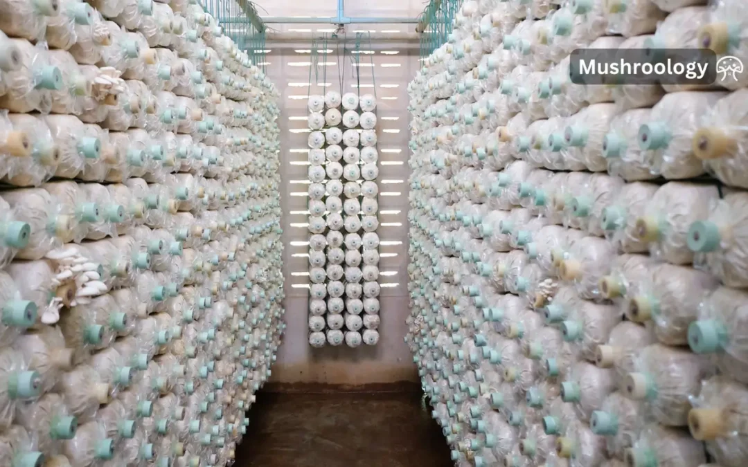 How to cultivate mushrooms in bags: Your complete growing guide