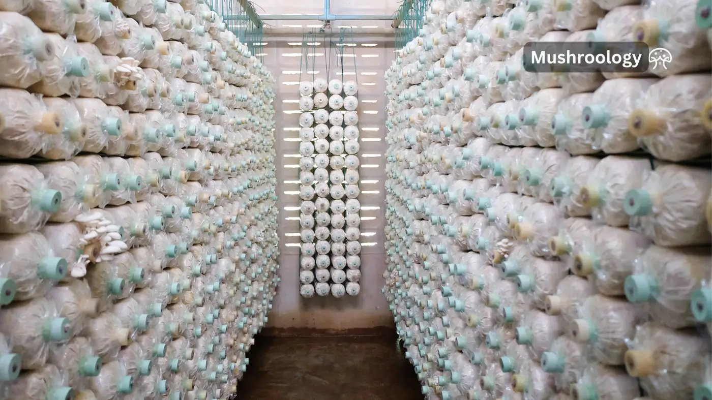 Mushroom farms