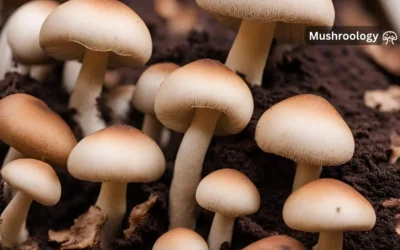 How to Grow Mushrooms on Coffee Grounds: A Sustainable Guide