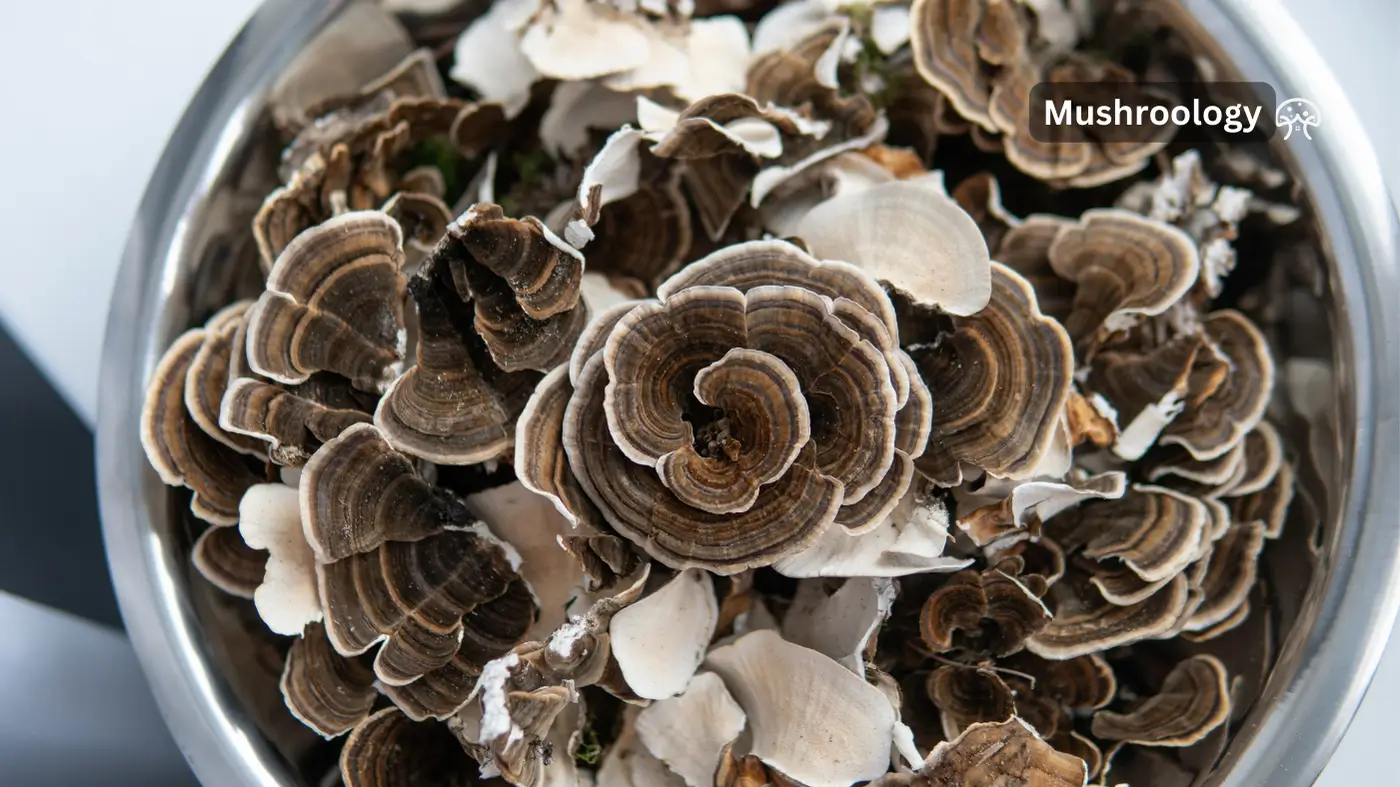 turkey tail mushroom benefits