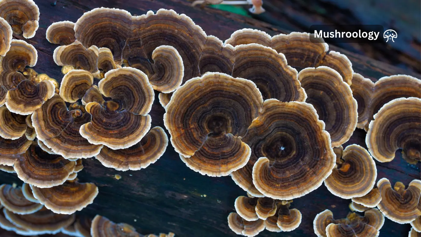 turkey tail mushrooms qualities