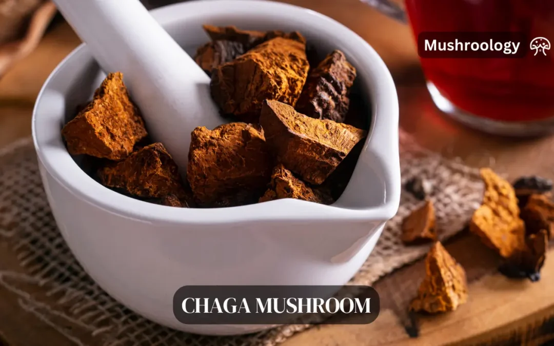 Chaga mushroom: Nature’s Immune-Boosting Superfood