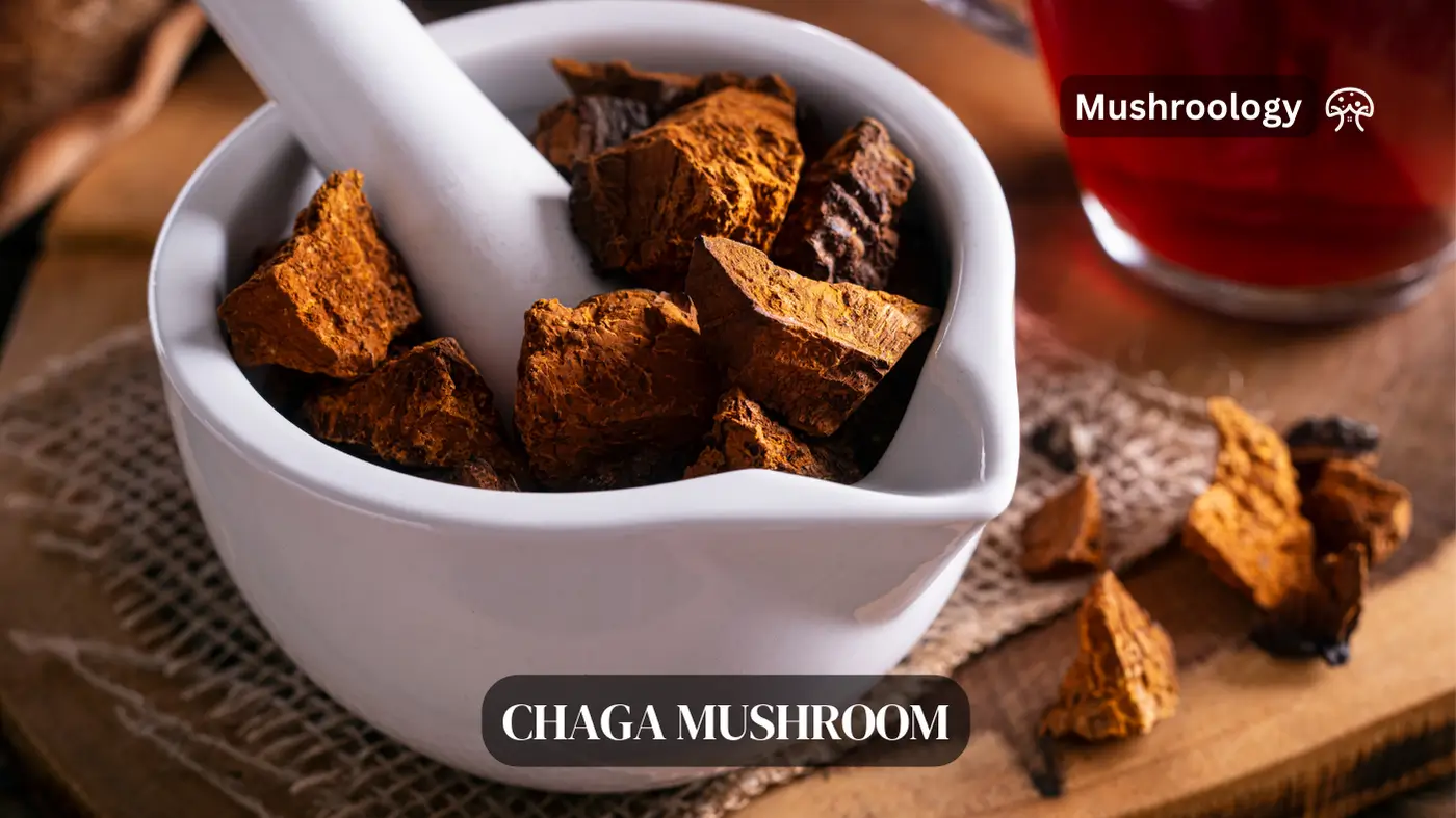 Chaga mushroom benefits