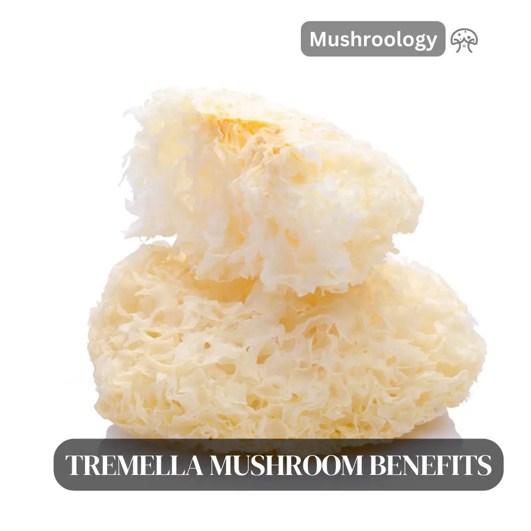 tremella mushroom benefits