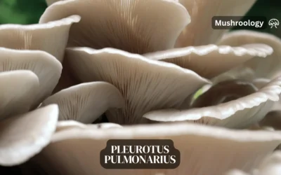 How to Cultivate Phoenix Tail Mushrooms (Pleurotus pulmonarius): A Comprehensive Guide