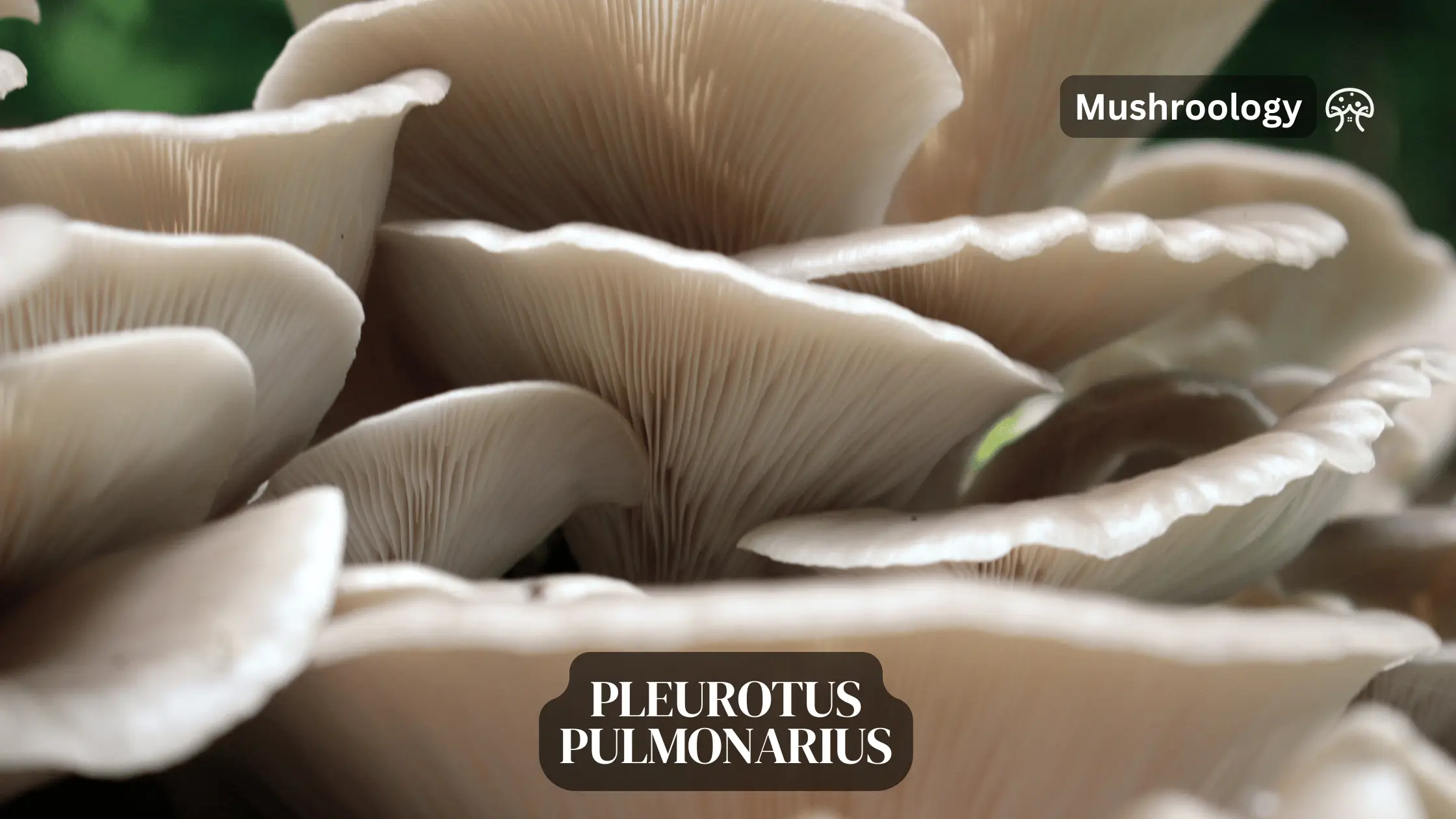 Pleurotus pulmonarius