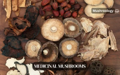 13 Best Medicinal Mushrooms: Benefits for Immunity, Brain Health & More