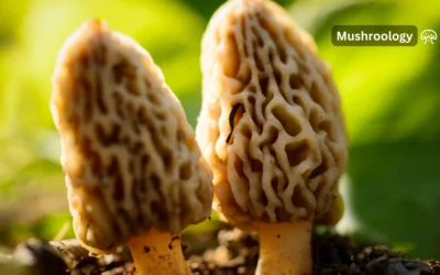 The Fascinating Life Cycle of Morel Mushrooms