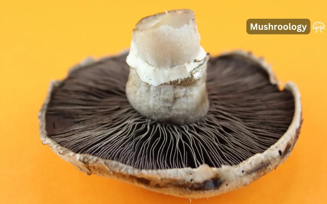 From Button to Portobello: Understand the Stages of Mushroom Maturity