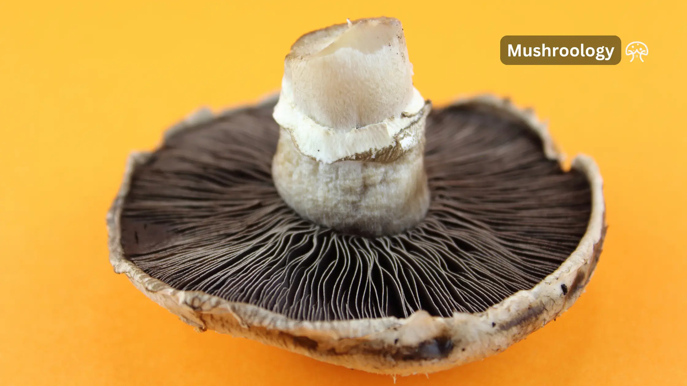 Portobello mushroom