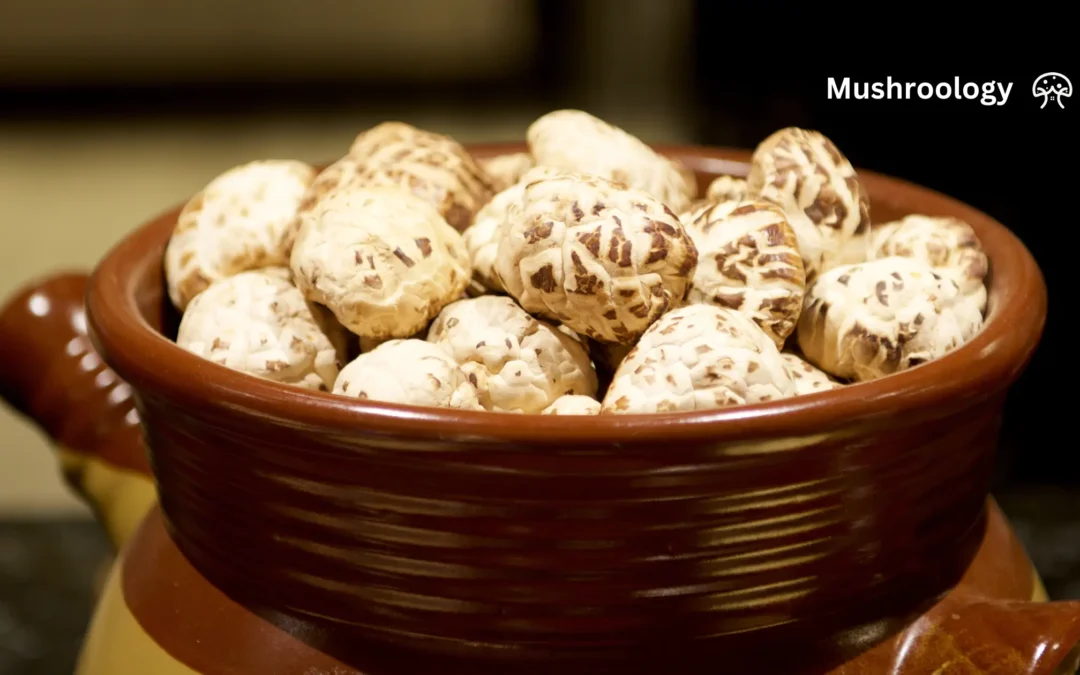 The $2,200 Mushroom: Inside Japan’s Ancient White Flower Shiitake Tradition