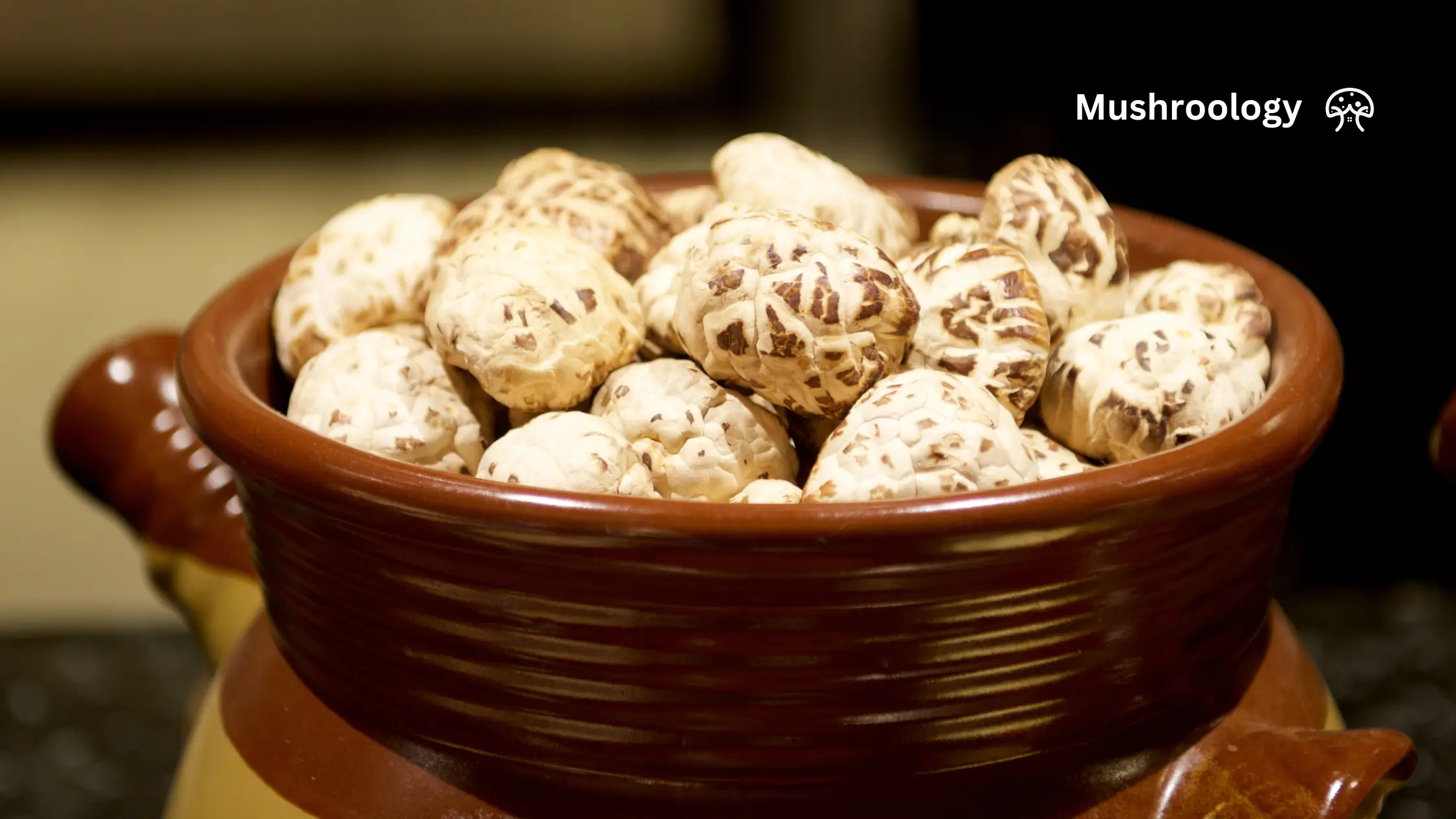 dried White flower shiitake mushrooms