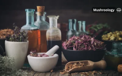 Mushroom Tinctures Explained: Everything You Need to Get Started