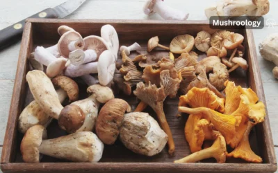 How to Store Mushrooms: The Best Methods to Keep Them Fresh